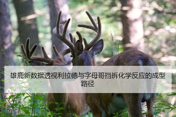 雄鹿新数据透视利拉德与字母哥挡拆化学反应的成型路径